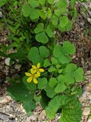 Oxalis illinoensis