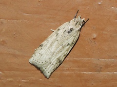 Scythropiodes