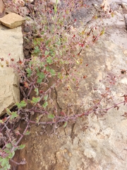 Geranium drakensbergensis