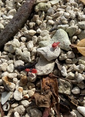 Dysdercus suturellus