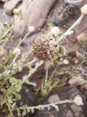 Helichrysum dasycephalum