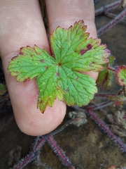 Geranium drakensbergensis