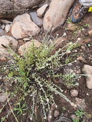 Helichrysum dasycephalum