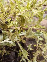Helichrysum dasycephalum