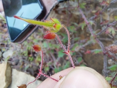 Geranium drakensbergensis