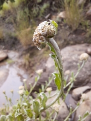 Helichrysum dasycephalum