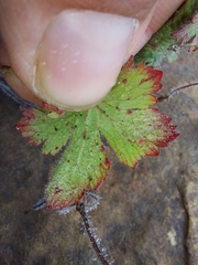 Geranium drakensbergensis