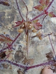 Geranium drakensbergensis