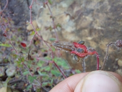 Geranium drakensbergensis