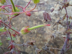 Geranium drakensbergensis