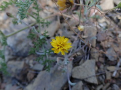 Lessingia tenuis