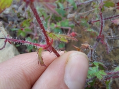 Geranium drakensbergensis