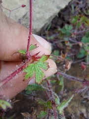 Geranium drakensbergensis