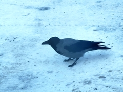 Corvus cornix