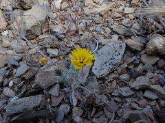 Lessingia tenuis