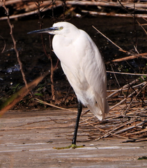 Egretta garzetta
