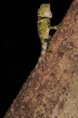 Gonocephalus liogaster