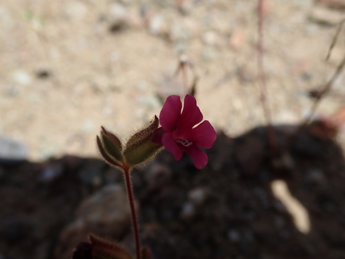 Bolander's monkeyflower (Diplacus bolanderi)