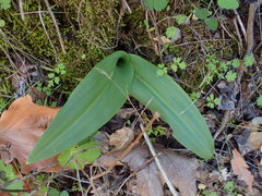 Platanthera elongata