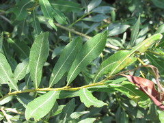 Salix vinogradovii