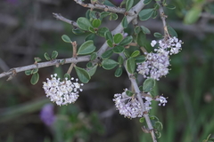 Ceanothus cuneatus ramulosus