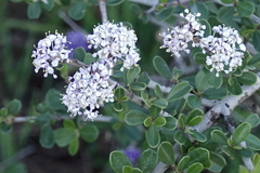 Ceanothus cuneatus ramulosus