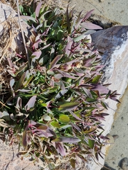Flaveria chlorifolia