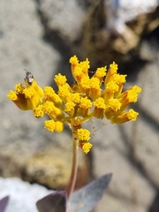 Flaveria chlorifolia