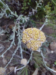 Helichrysum dasycephalum