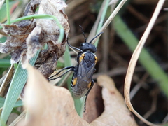 Sciapteryx costalis soror