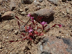 Erythranthe androsacea