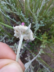 Helichrysum dasycephalum