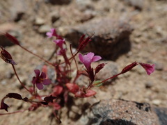 Erythranthe androsacea