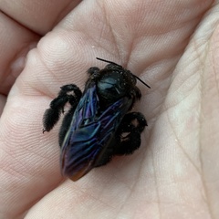 Xylocopa griswoldi