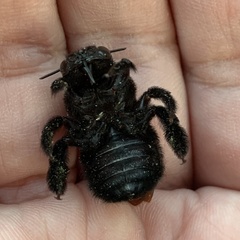 Xylocopa griswoldi