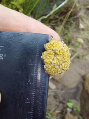 Helichrysum dasycephalum