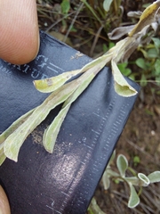 Helichrysum dasycephalum
