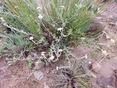 Helichrysum dasycephalum