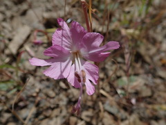 Clarkia breweri
