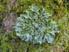 Pleurosticta acetabulum