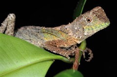 Blacklipped Eyebrow Lizard photo 4