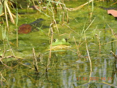 Euphlyctis hexadactyla