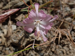 Clarkia breweri