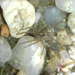 Pardosa
