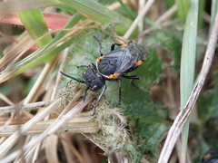 Sciapteryx costalis soror