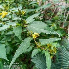 Triumfetta semitriloba