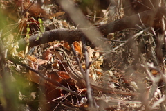 Aspidoscelis lineattissimus