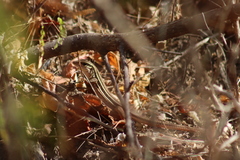 Aspidoscelis lineattissimus