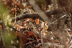 Aspidoscelis lineattissimus