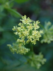 Osmorhiza brachypoda